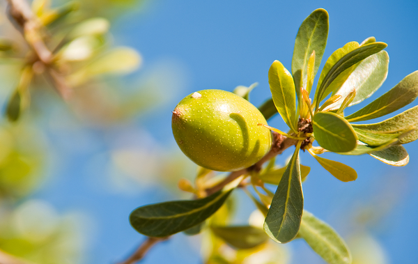 Certified Organic Argan Oil (Cold Pressed)